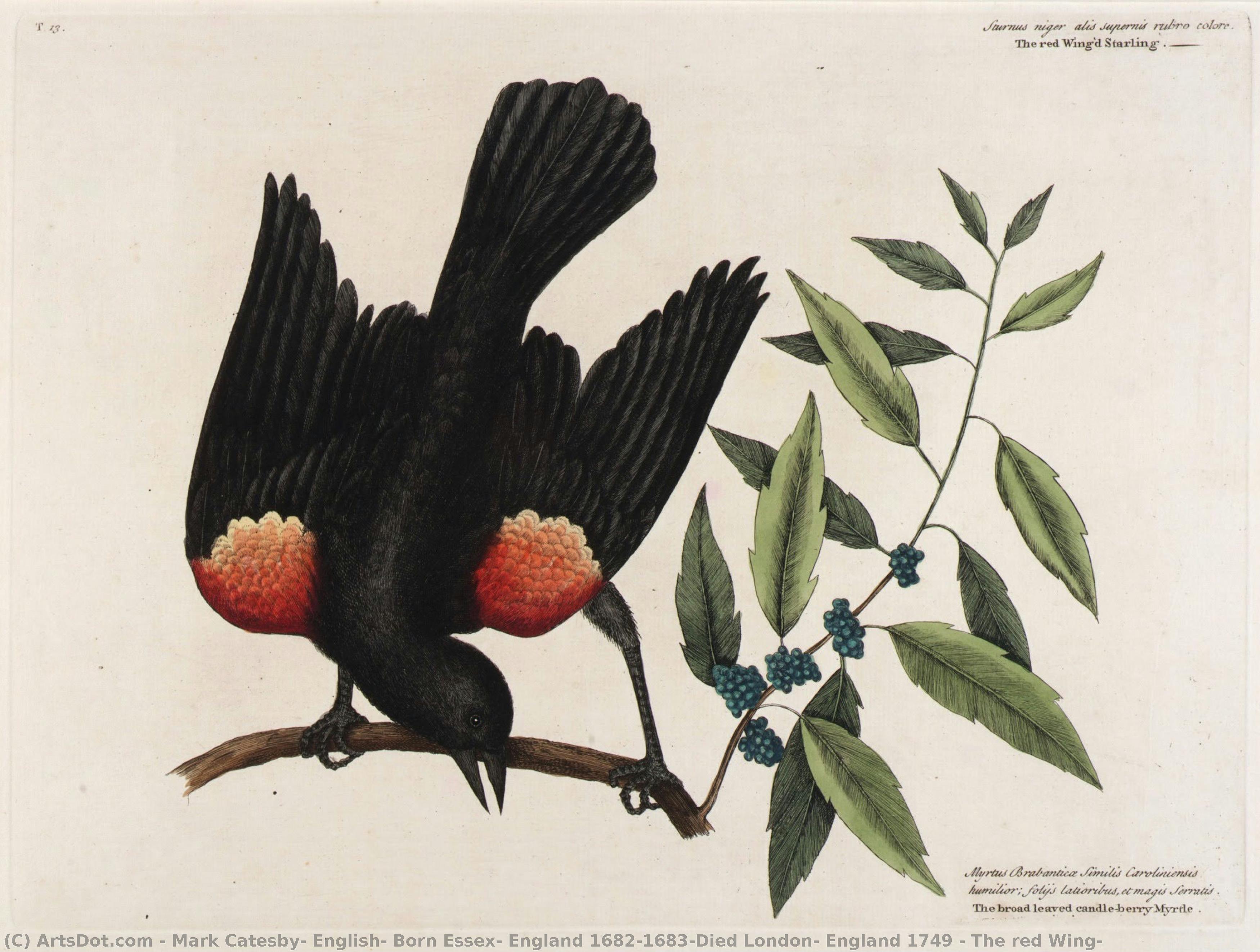 The Red Wing — Mark Catesby, English, Born Essex, England 1682/1683-died London, England 1749