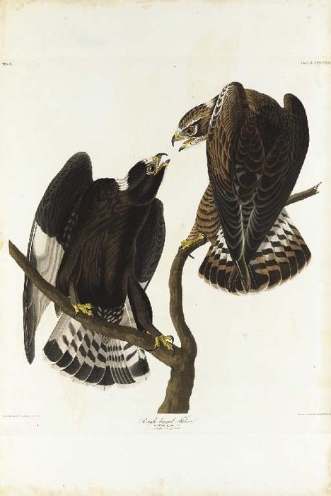 Rough-legged Falcon — ロバート・ハヴェル