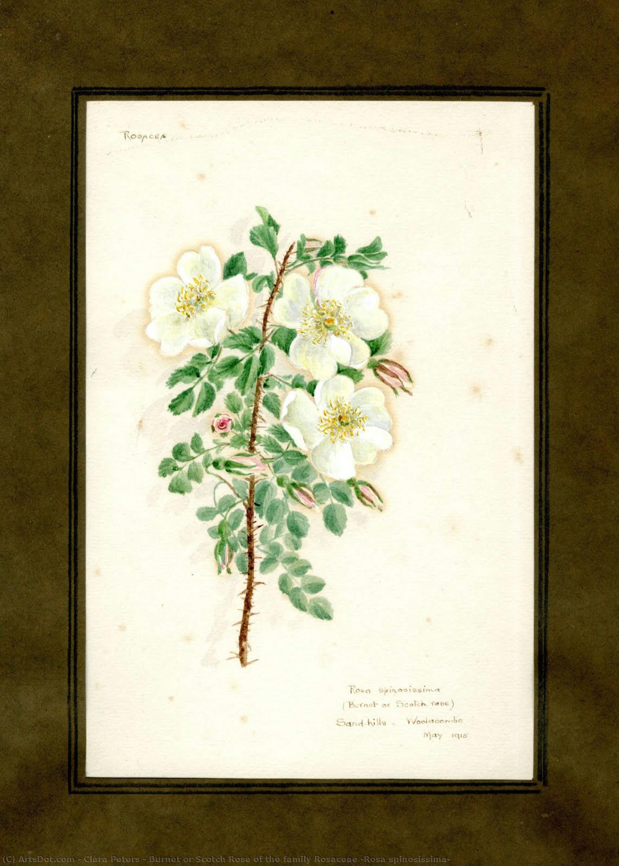 Burnet Or Scotch Rose Of The Family Rosaceae (rosa Spinosissima) — Clara Peters