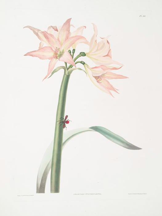 Amaryllis Pulverulenta, Hippeastrum Pulverulentum, Amaryllis Acuminata — Robert Havell