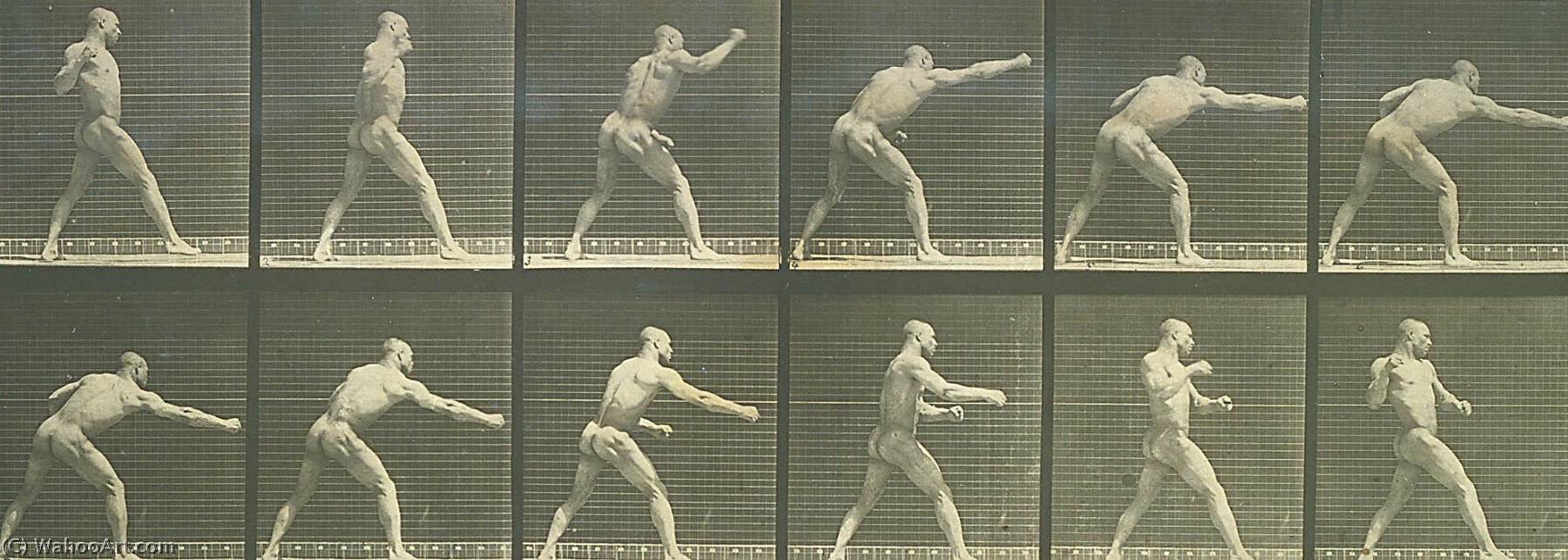 Pugilist Striking A Blow, From The Book Animal Locomotion — Eadweard J Muybridge
