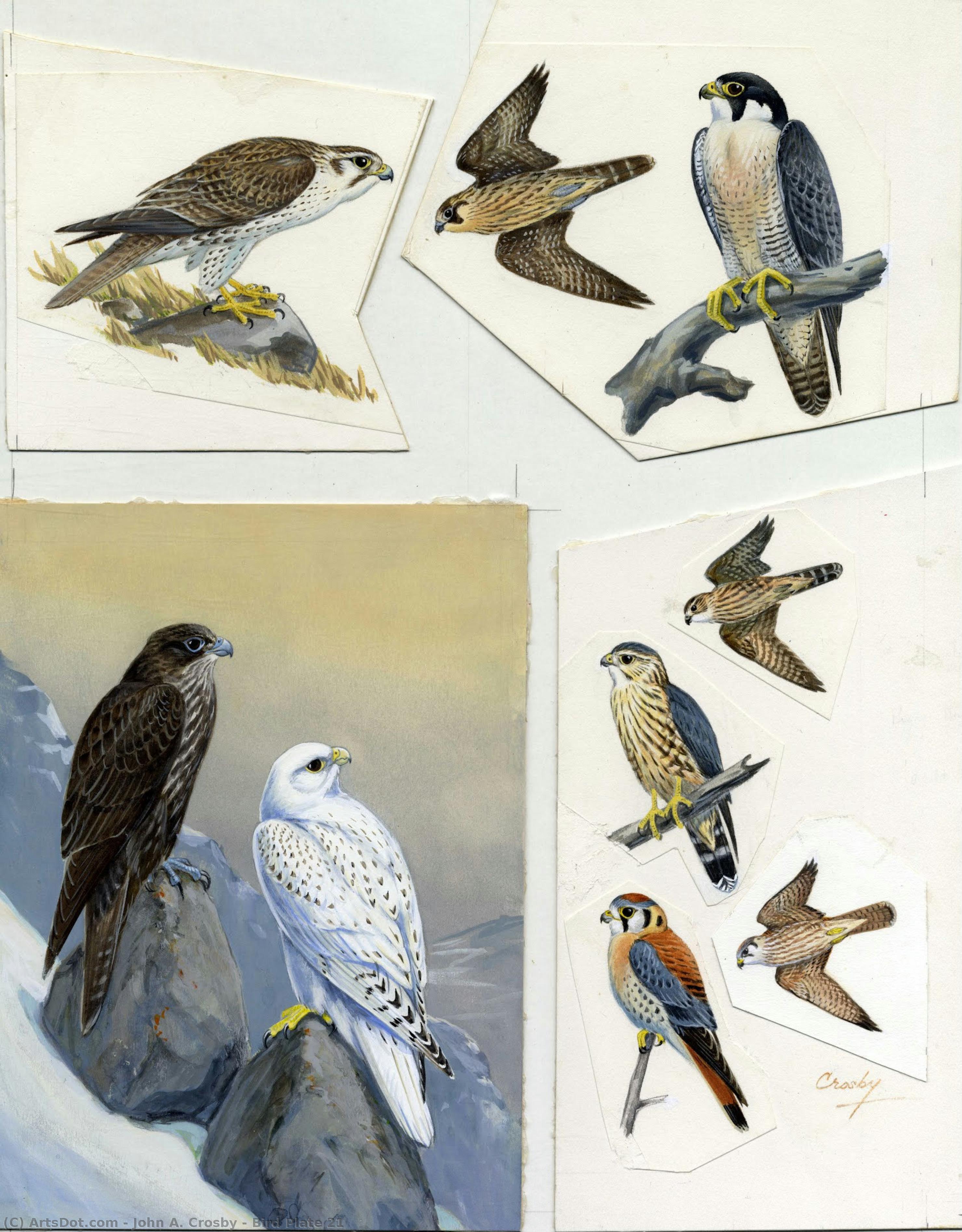 Bird Plate 21 — John A. Crosby