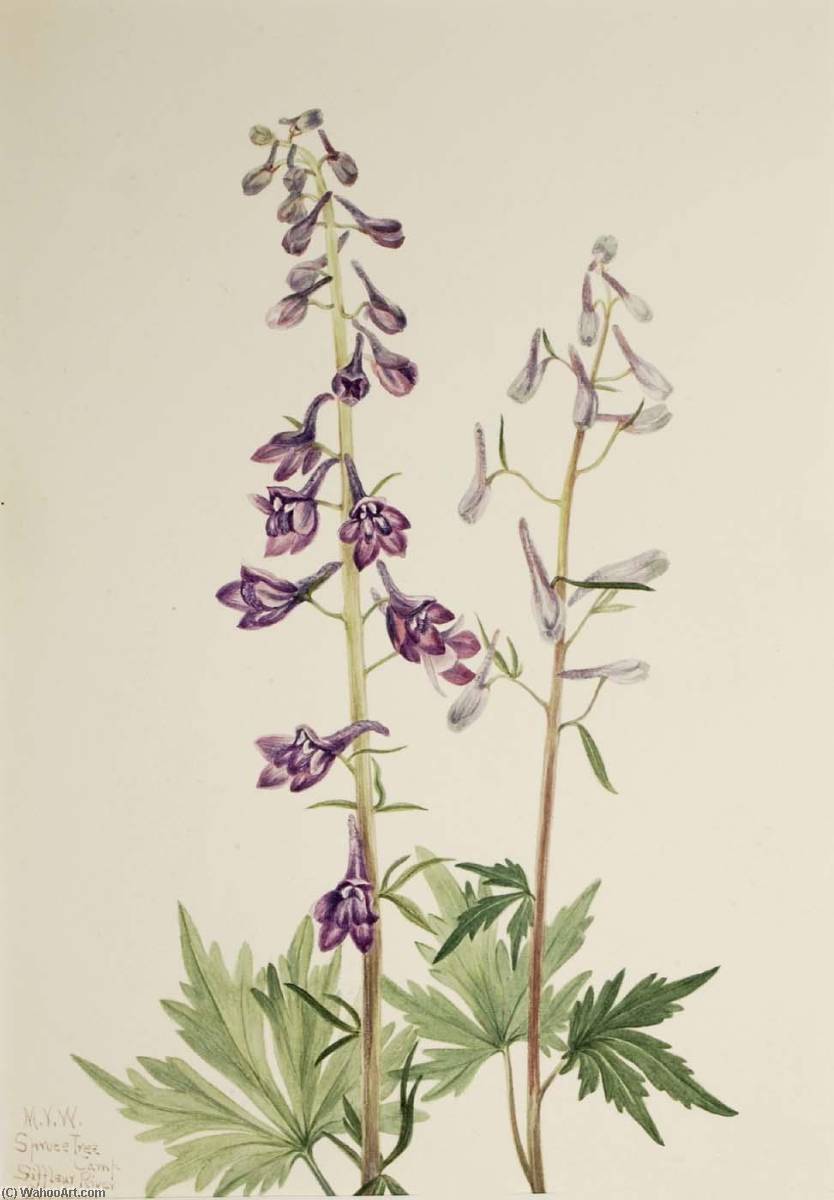 Tall Larkspur (delphinium Elongatum) — Mary Vaux Walcott