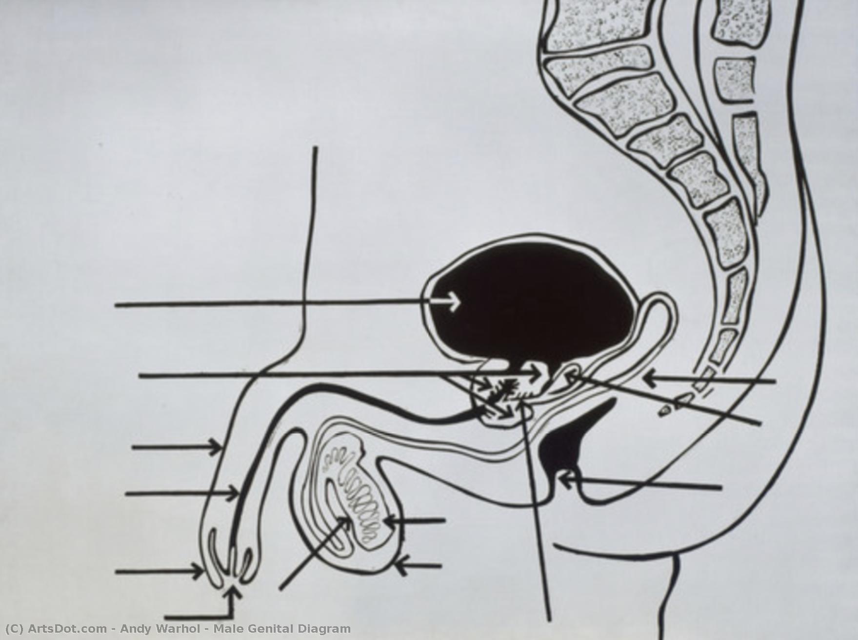 Male Genital Diagram — Andy Warhol