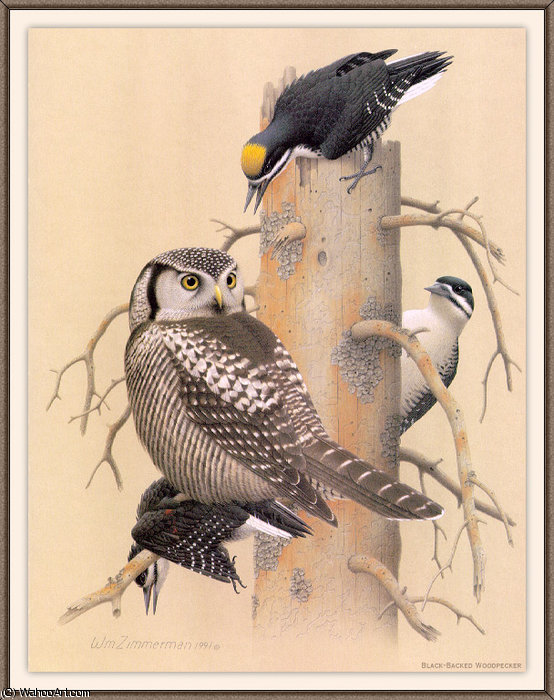 Black-backed Woodpecker — August Albert Zimmermann