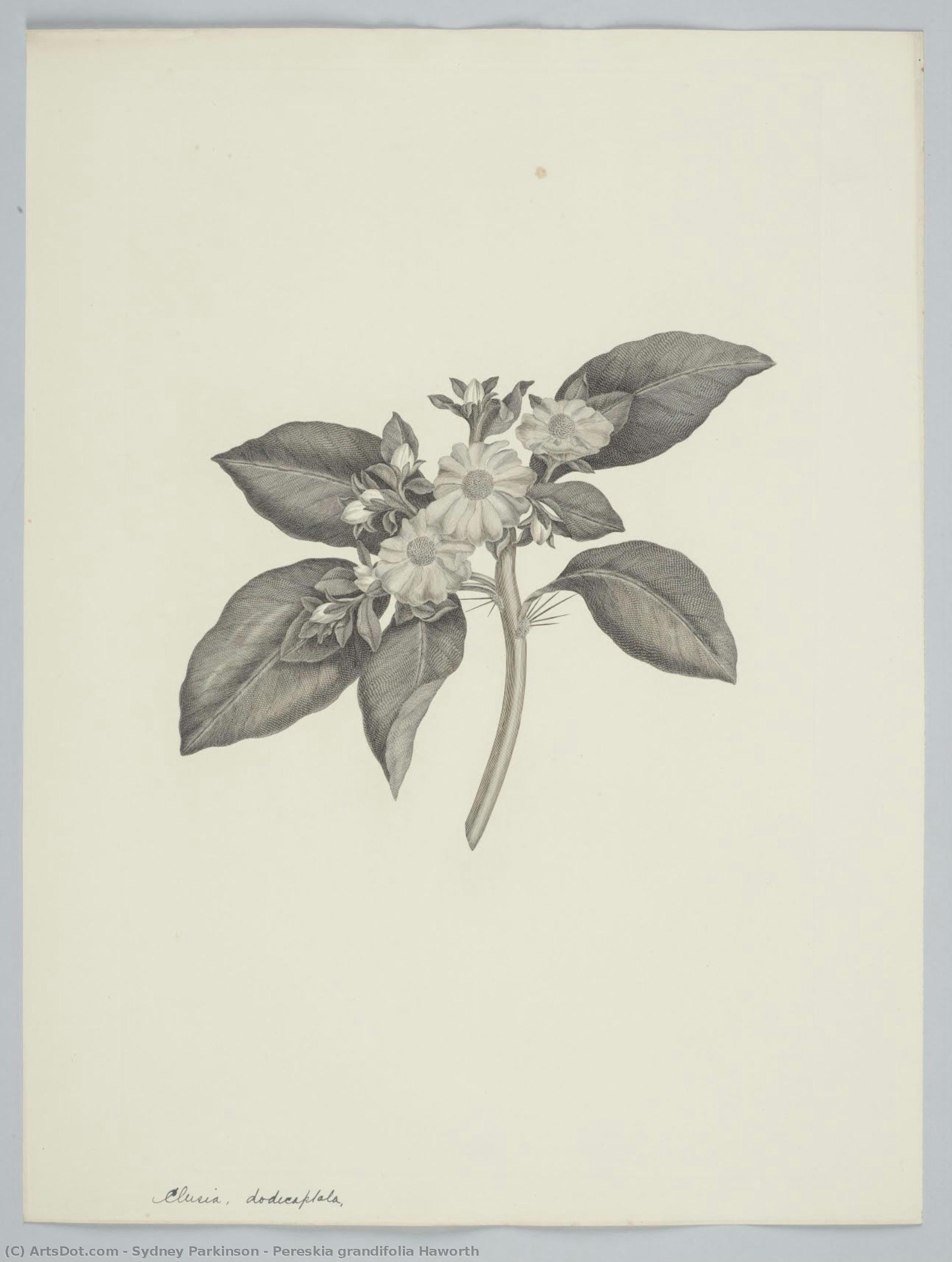 Pereskia Grandifolia Haworth — Sydney Parkinson