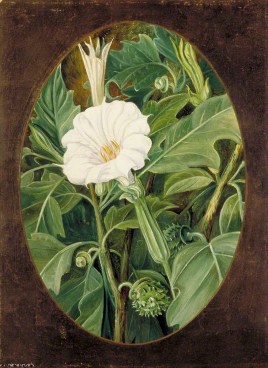 White Flowered Thorn Apple — Марианна Норт