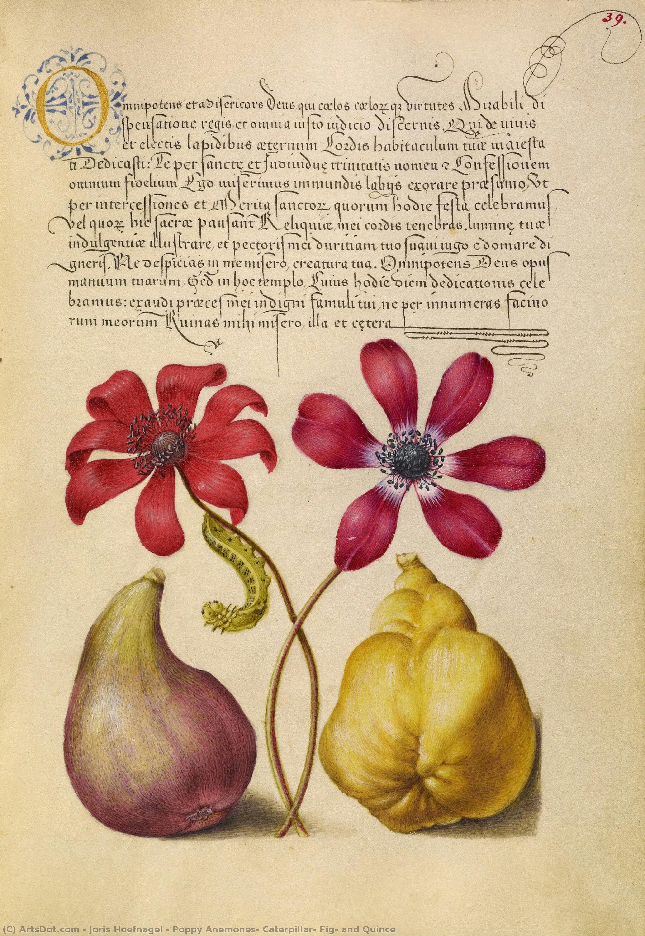 Mohn-anemonen, Raupe, Feige Und Quitte — Joris Hoefnagel