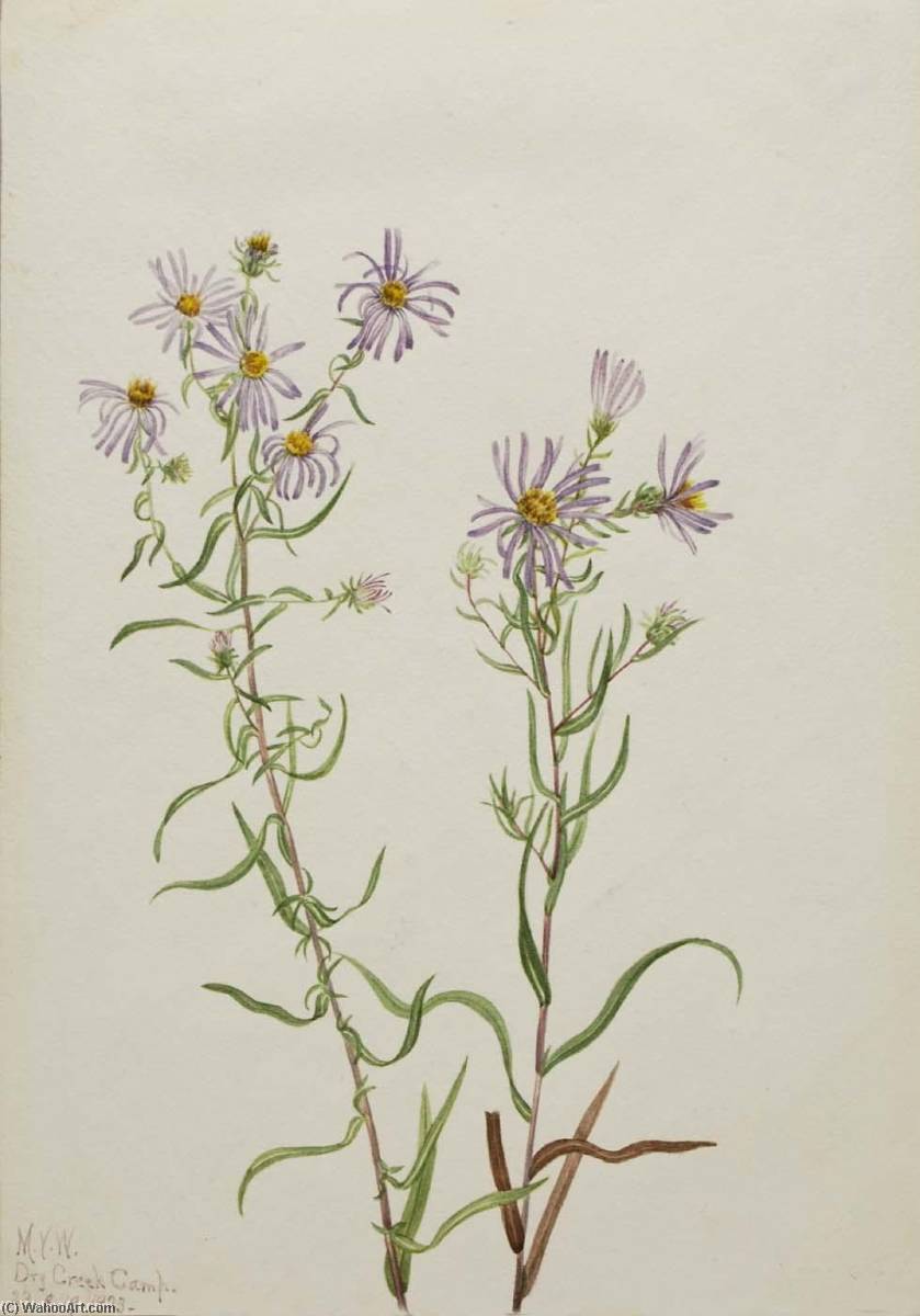 Prairie Aster (aster Campestris) — Mary Vaux Walcott