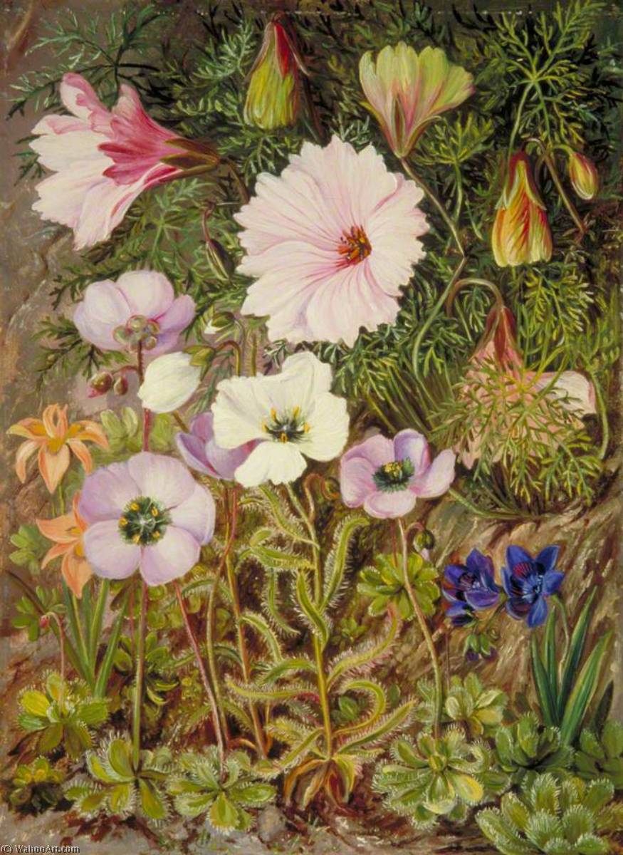 Droseras Sudafricanas Y Otras Flores — Marianne North