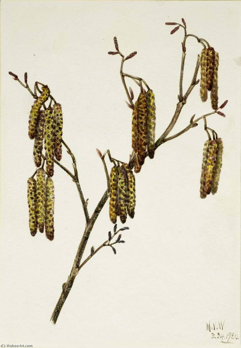 Hazel Alder (alnus Regosa) — Mary Vaux Walcott