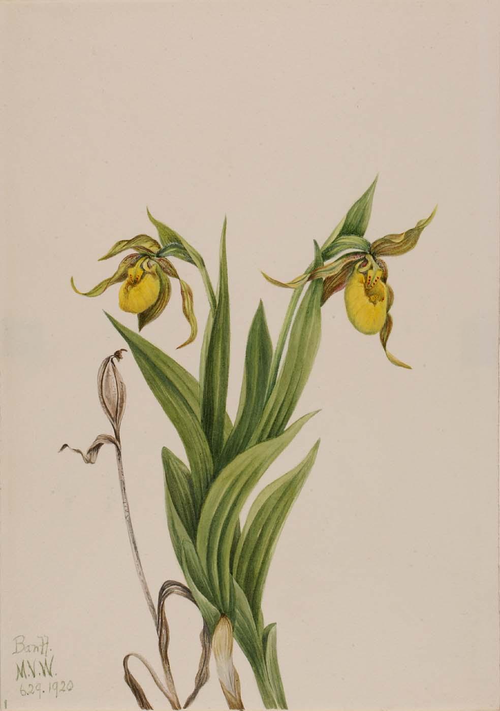Yellow Lady's Slipper (cypripedium Parviflorum) — Мери Вокс Волкотт