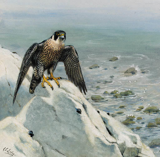 A Peregrine Falcon On A Cliff — Archibald Thorburn