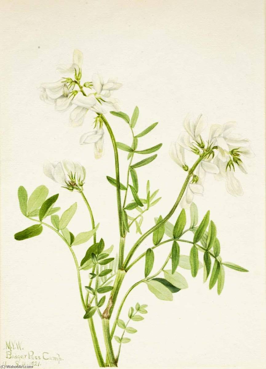 Sweetvetch (hedysarum Mackenzii) — Mary Vaux Walcott