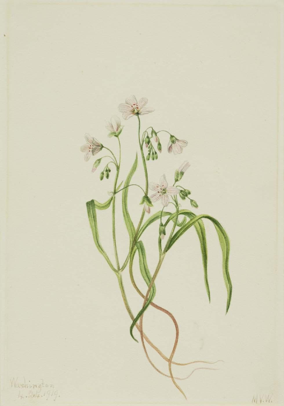 Virginia Springbeauty (claytonia Virginica) — Mary Vaux Walcott