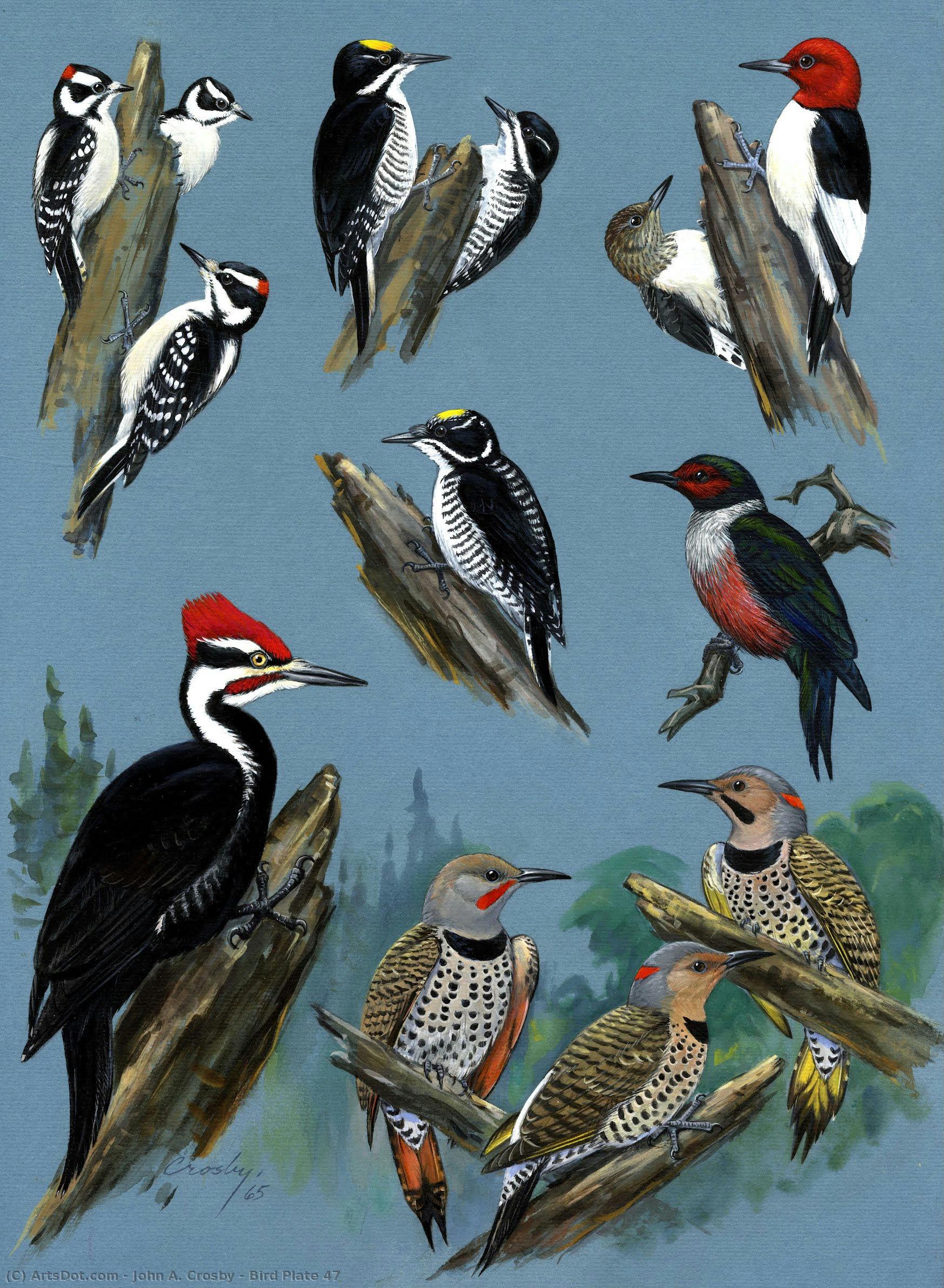Bird Plate 47 — John A. Crosby