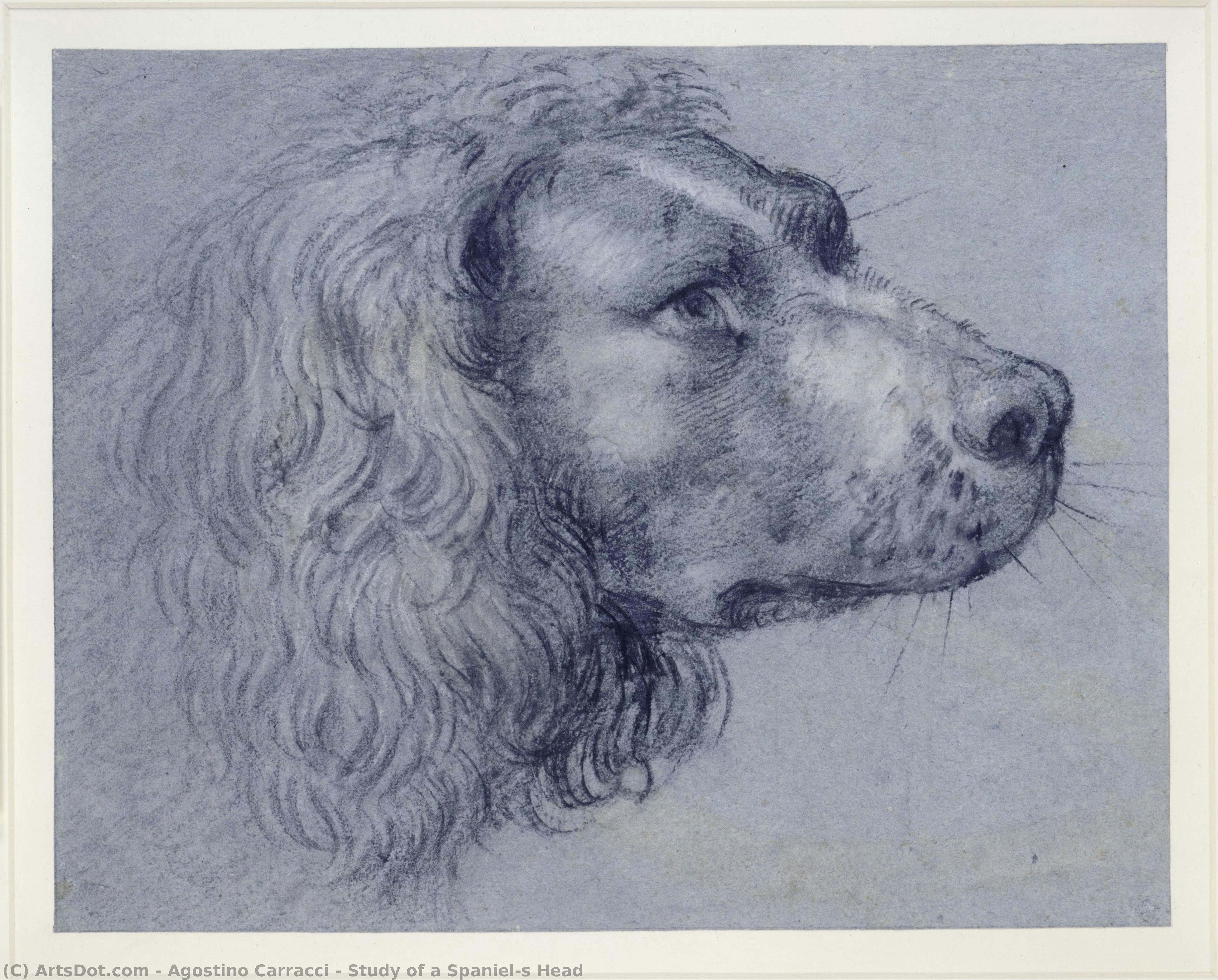 Study Of A Spaniel’s Head — Агостино Карраччи