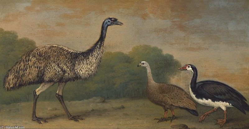 Emu, Cape Barren Goose And Magpie Goose — Henry Bernard Chalon