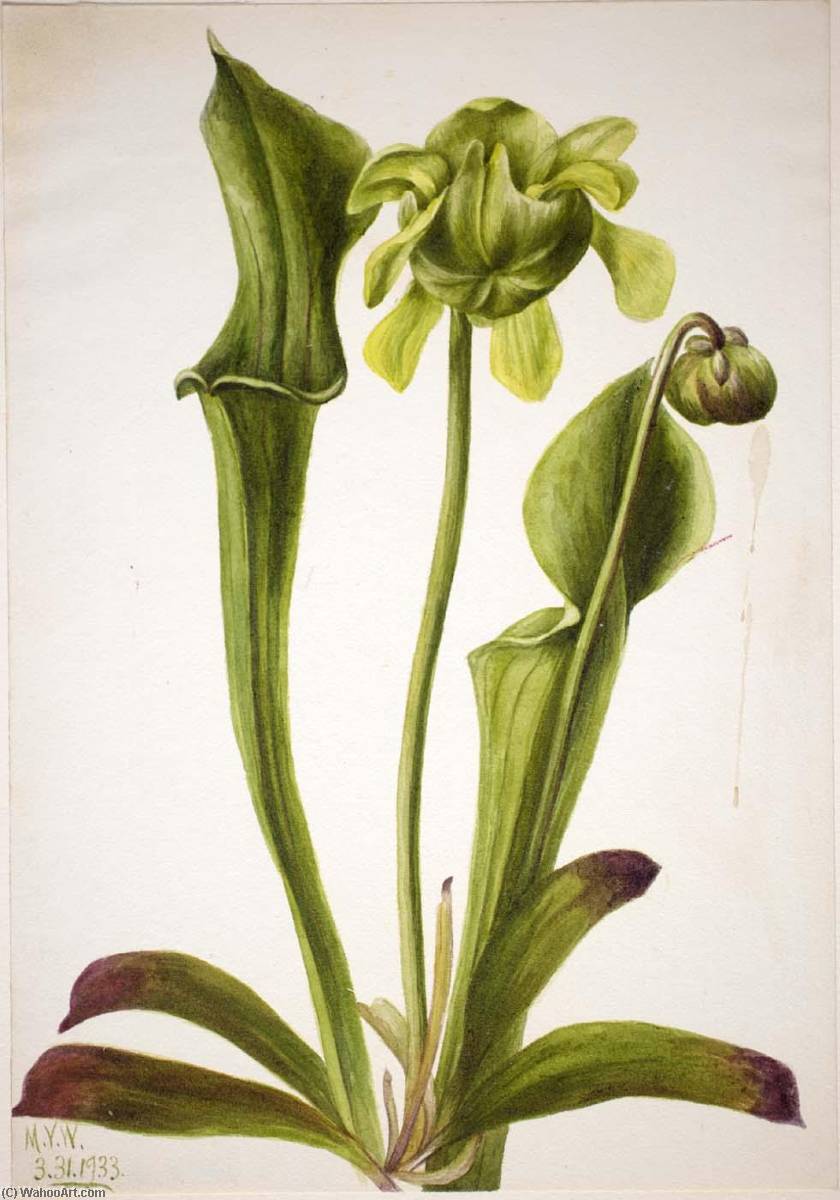 Green Pitcherplant (sarracenia Orephila) — Mary Vaux Walcott