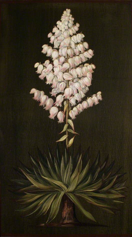 Adam's Needle Or Yucca, About Half Natural Size — Marianne North