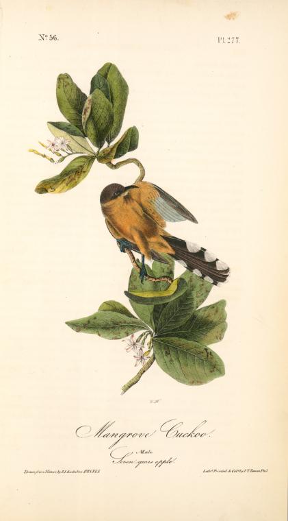 Mangrove Cuckoo. Male. (seven Years Apple.) — John James Audubon