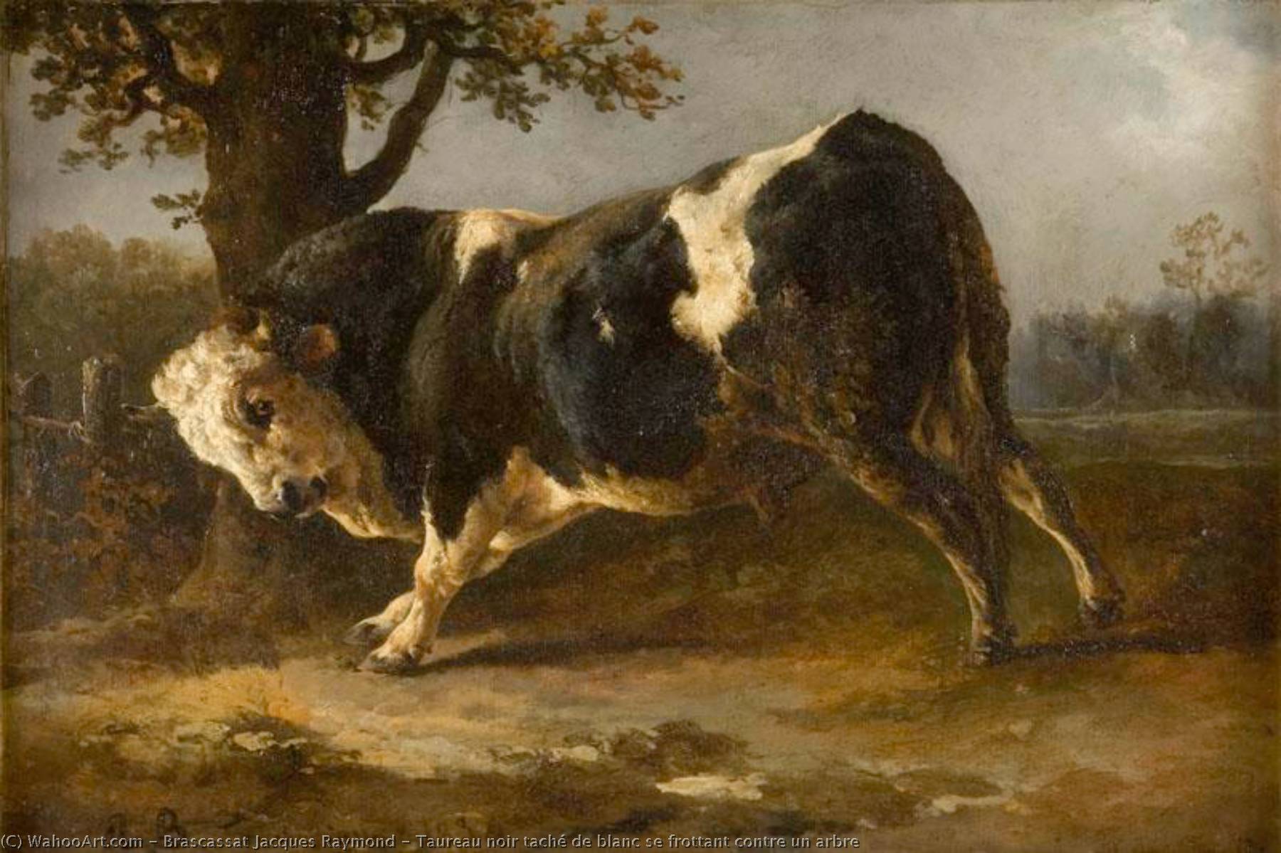 Taureau Noir Taché De Blanc Se Frottant Contre Un Arbre — Jacques Raymond Brascassat