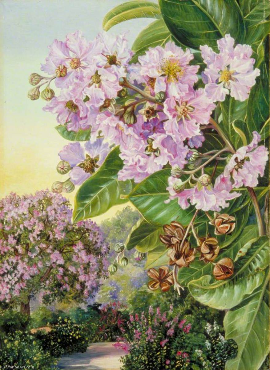 Laub, Blüten Und Früchte Eines Indischen Waldbauums — Marianne North
