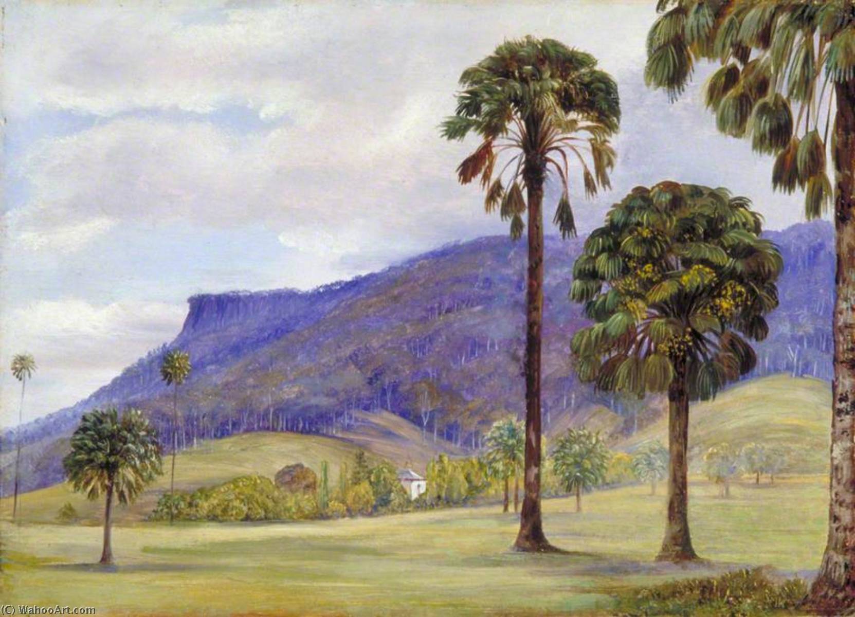 Blick Auf Illawarra, New South Wales — Marianne North