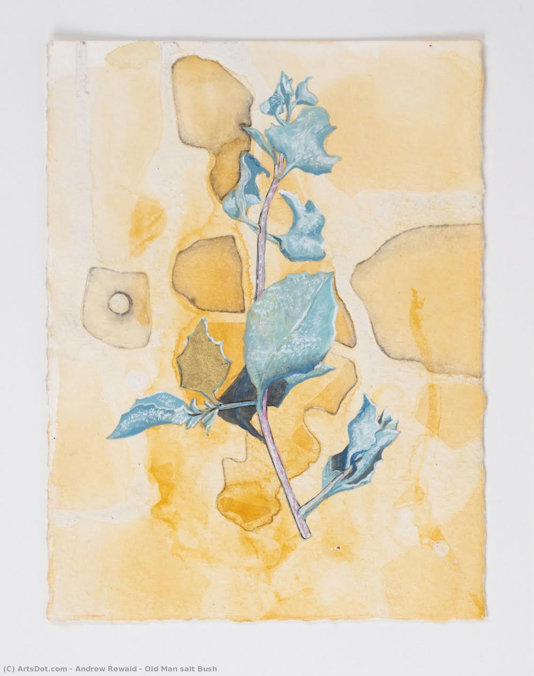 Old Man Salt Bush — Andrew Rewald