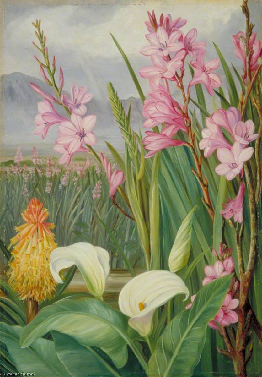 Schönheiten Der Sümpfe Von Tulbagh, Südafrika — Marianne North