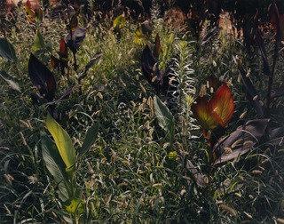 Garden, Saville — Tod Papageorge