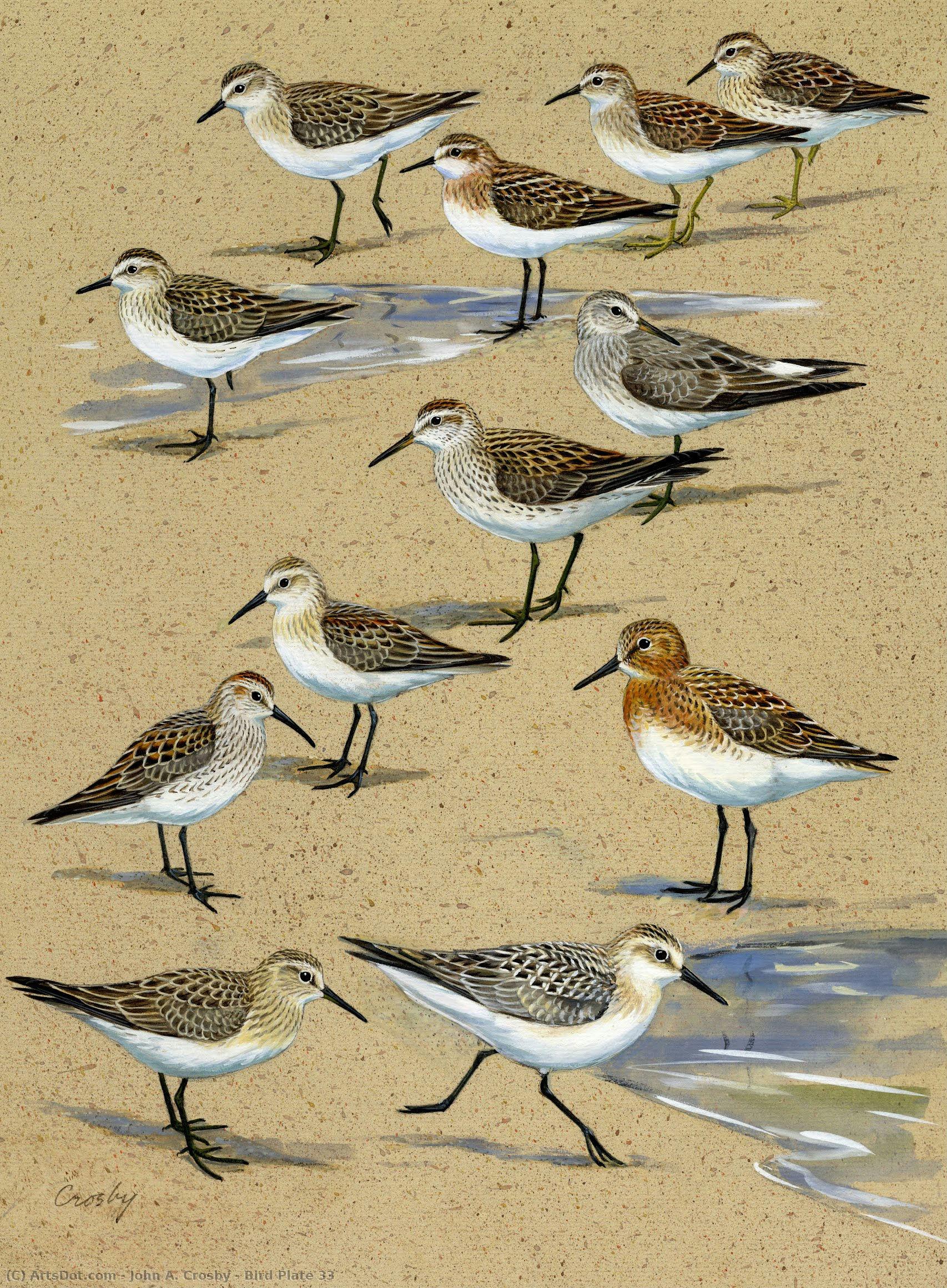 Bird Plate 33 — John A. Crosby
