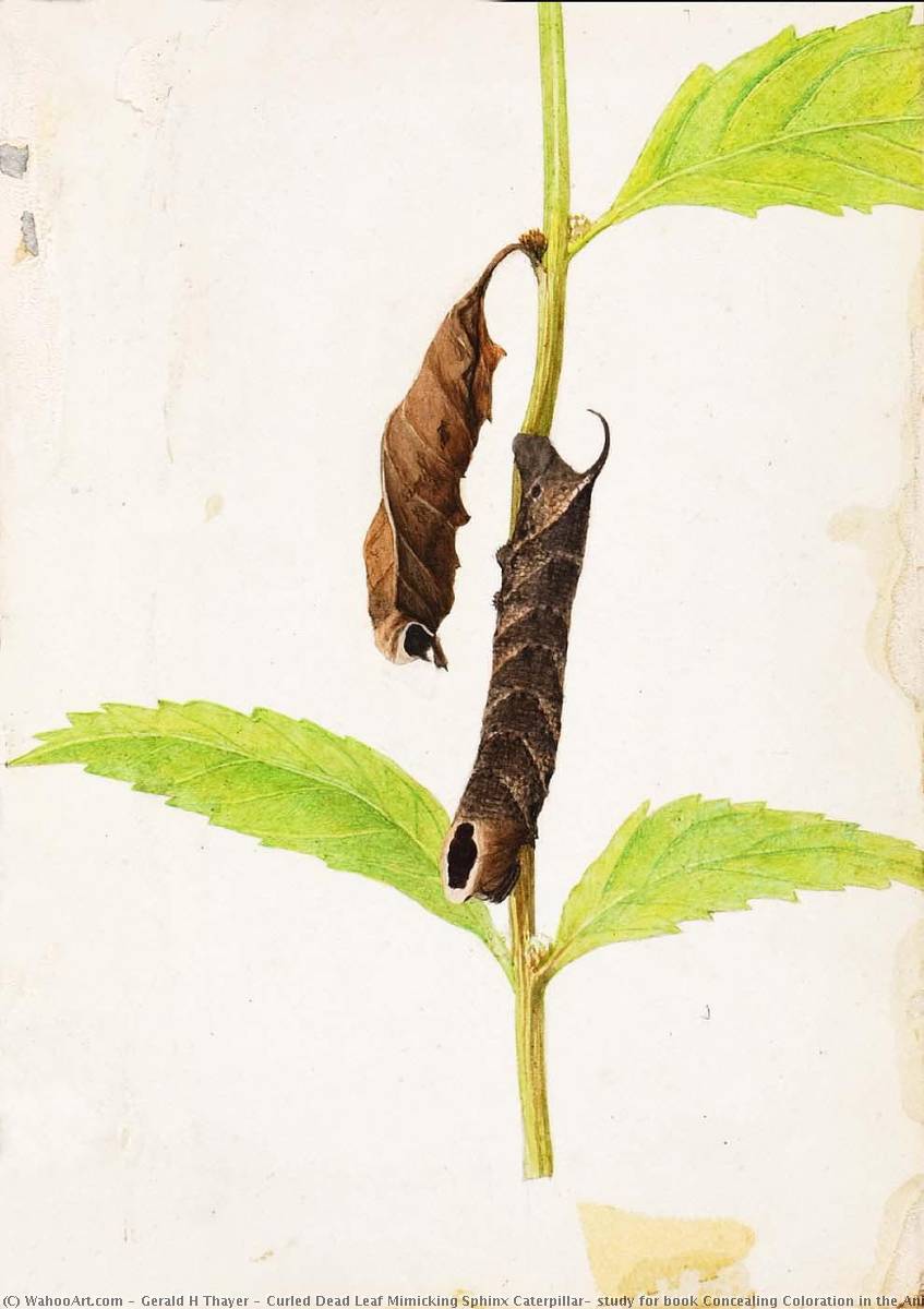 Curled Dead Leaf Mimicking Sphinx Caterpillar, Study For Book Concealing Coloration In The Animal Kingdom — Gerald H Thayer