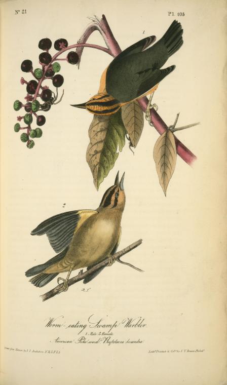 Worm-eating Swamp-warbler. 1. Male. 2. Female. (american Poke-weed. Phytolacca Decandra.) — John James Audubon