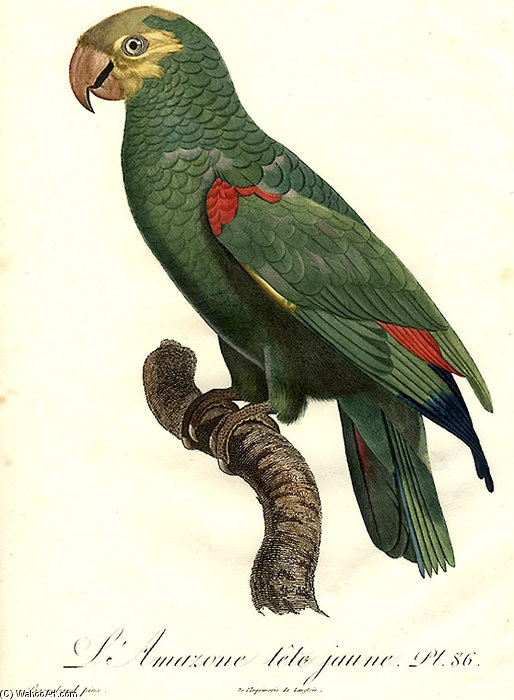 Amazona Ochrocephala — Жак Баррабан
