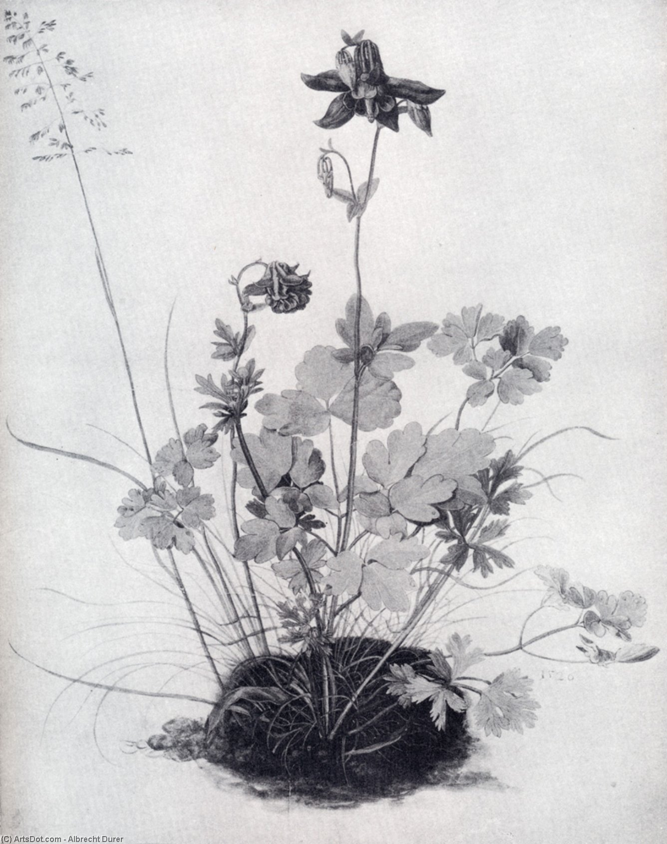 Das Stück Gras Mit Dem Akelei — Albrecht Dürer