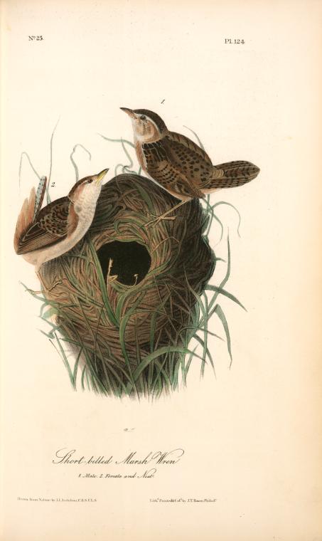 Short-billed Marsh Wren. 1. Male. 2. Female And Nest. — John James Audubon