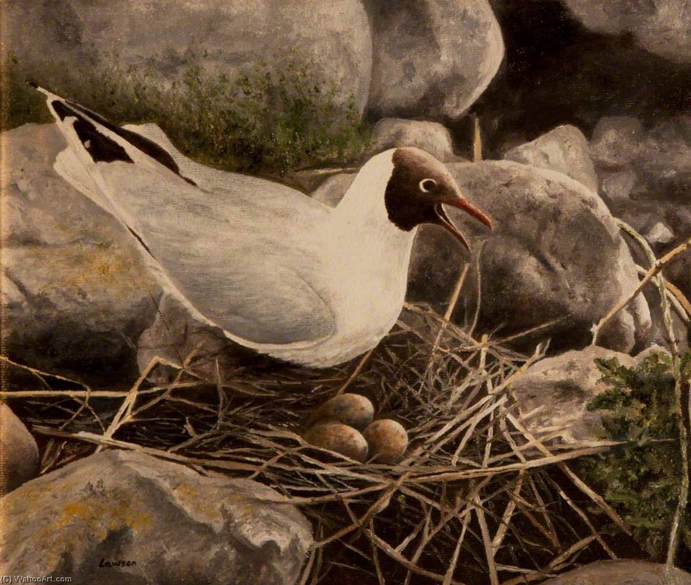 White, Black Headed Bird — John Andrew Lawson
