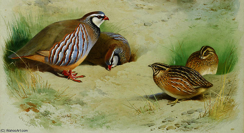 French Partridge And Chicks — アーチボルド・ソーバーン