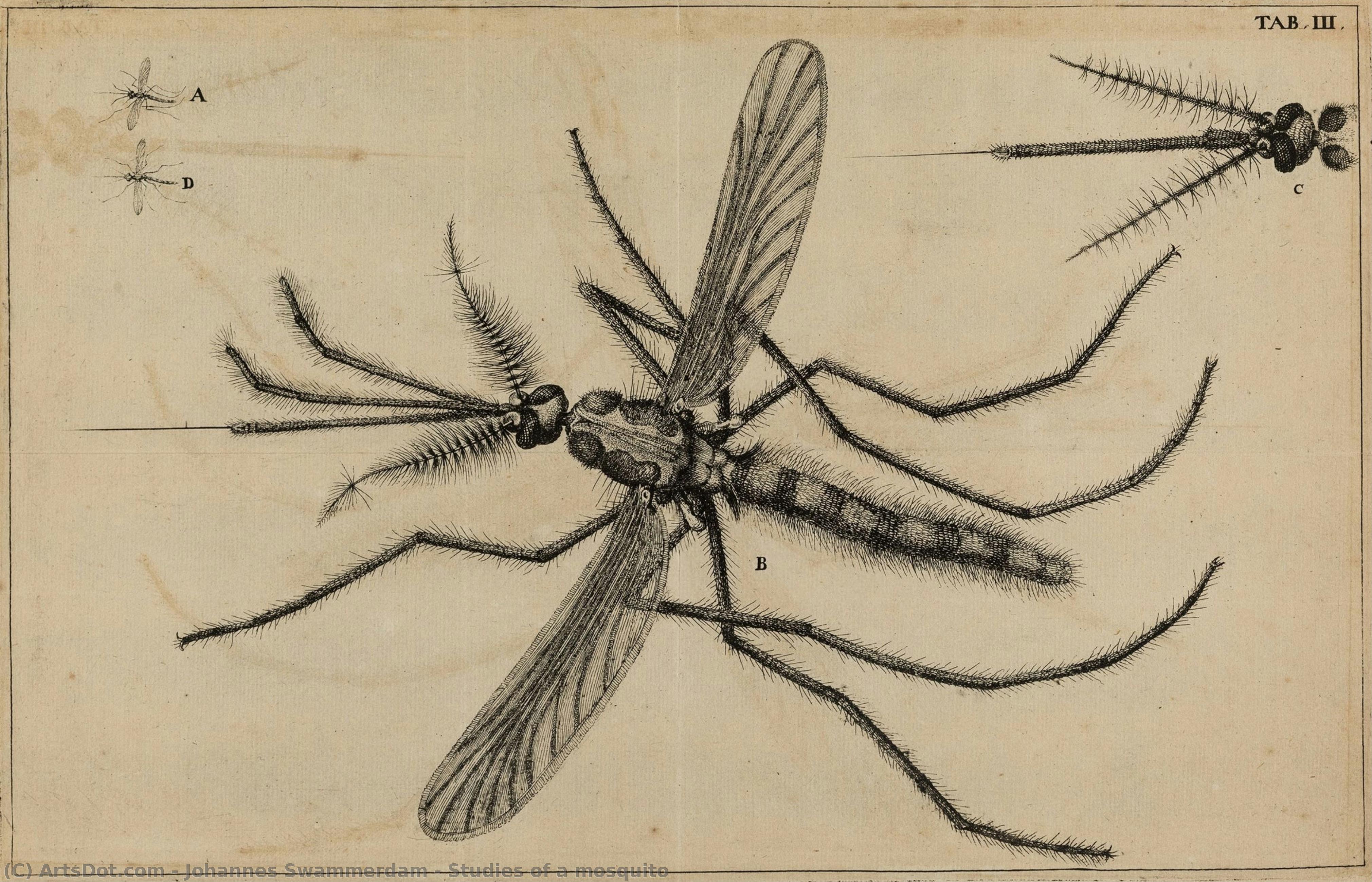 Studies Of A Mosquito — Johannes Swammerdam