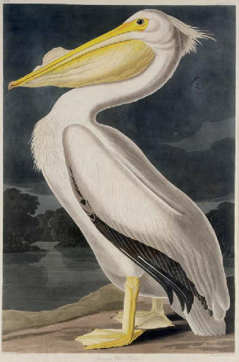 American White Pelican — Robert Havell
