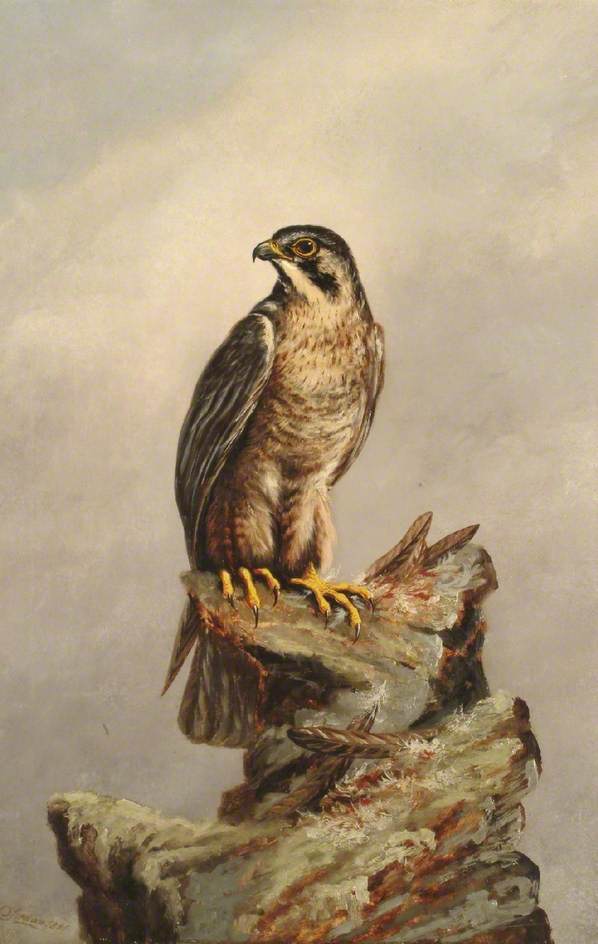 Birds Of Prey, Kestrel — Denham Jordan