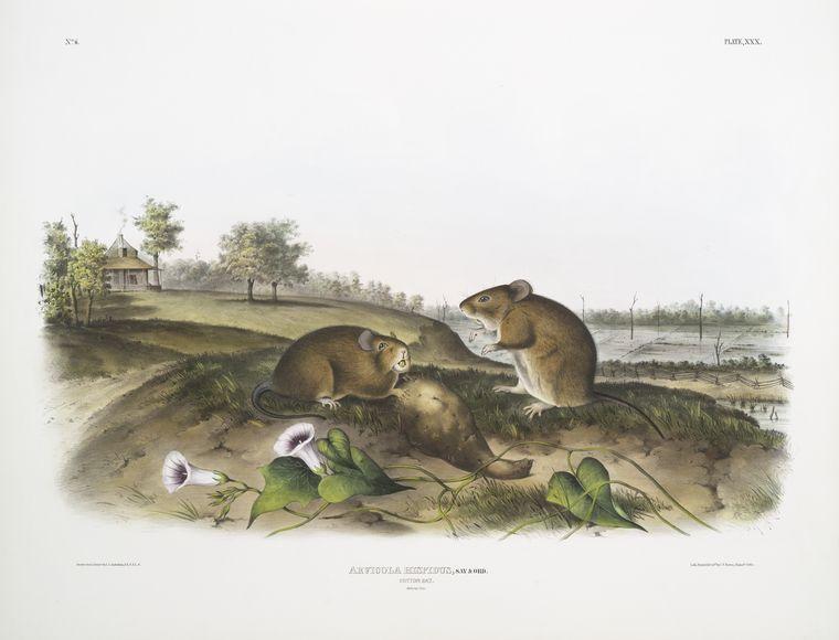 Arvicola Hispidus, Cotton Rat. Natural Size — John James Audubon