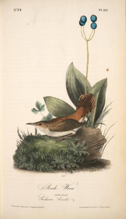 Rock-wren. Adult Female. (smilacina Borealis.) — John James Audubon