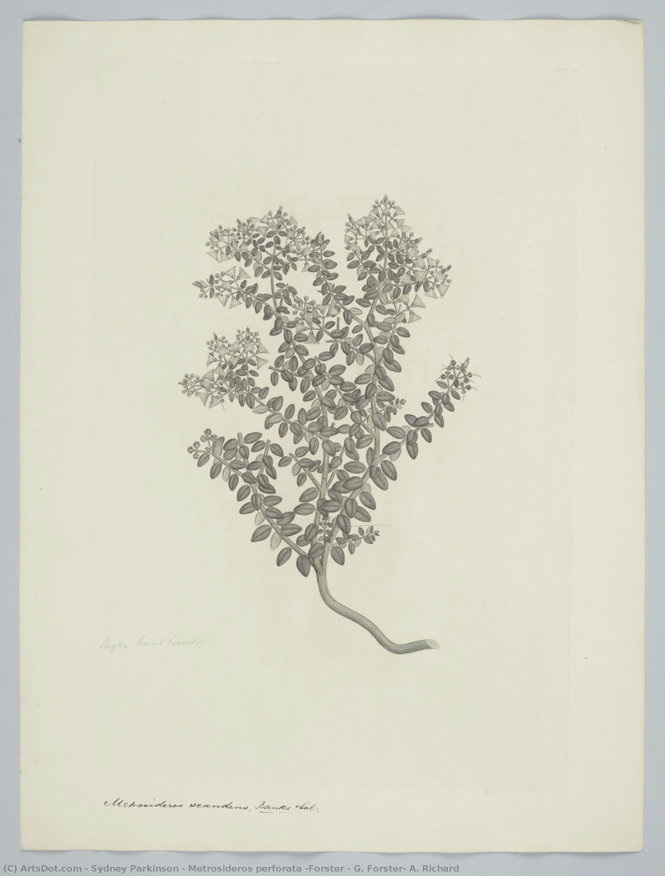 Metrosideros Perforata (forster & G. Forster) A. Richard — Sydney Parkinson