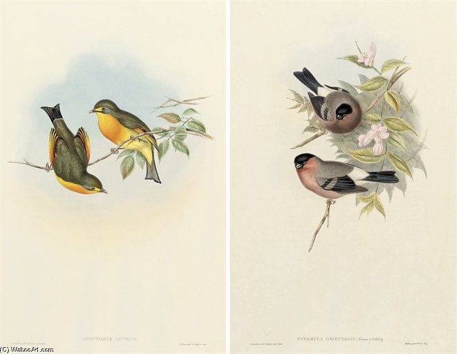 The Birds Of Asia — John Gould