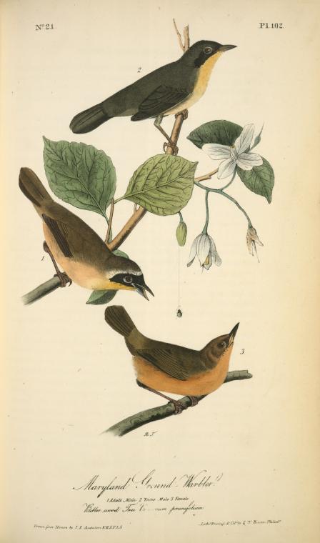 Maryland Ground-warbler. 1. Adult Male, 2. Young Male, 3. Female. (bitter-wood Tree.) — John James Audubon