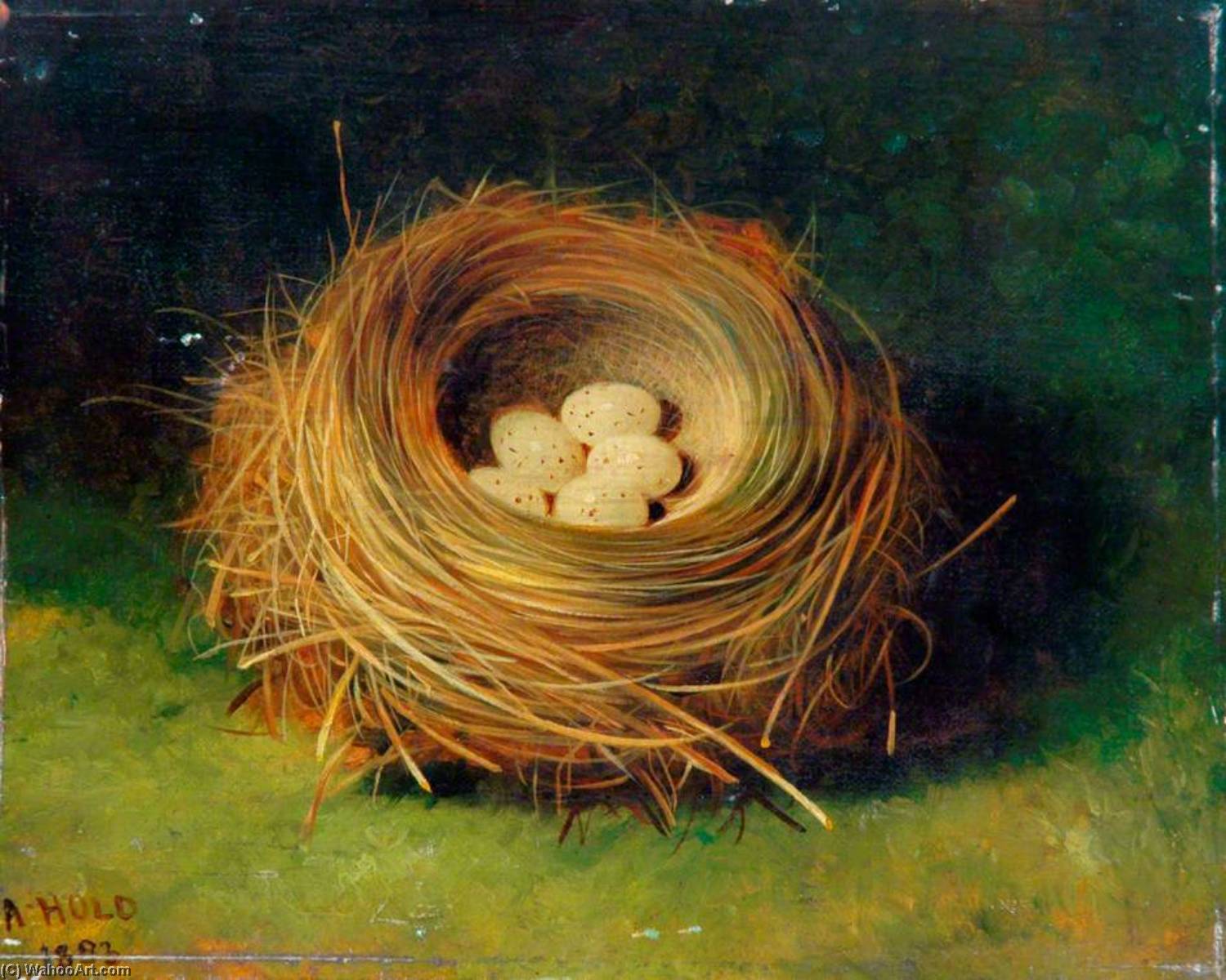 Nest Of A Bunting — Abel Hold