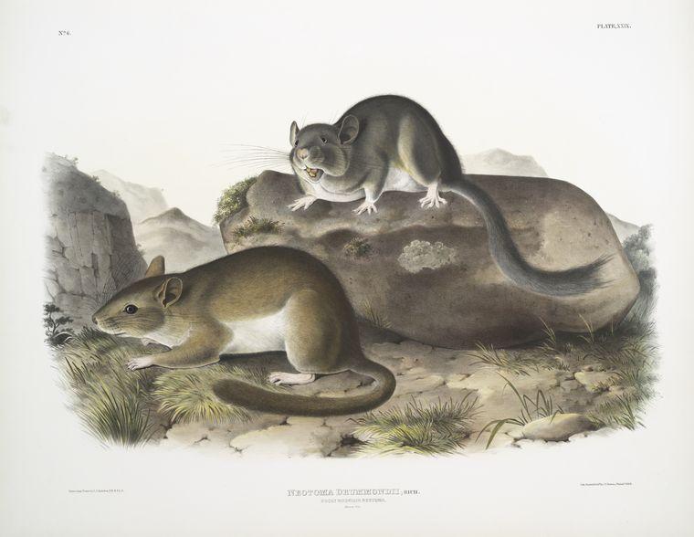Neotoma Drummondii, Rocky Mountain Neotoma. Natural Size — John James Audubon