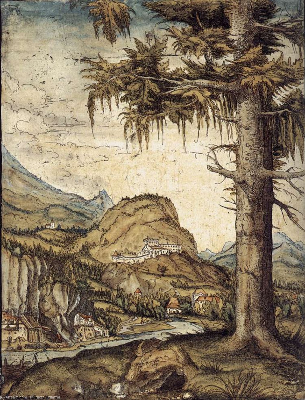 The Large Spruce — Альбрехт Альтдорфер